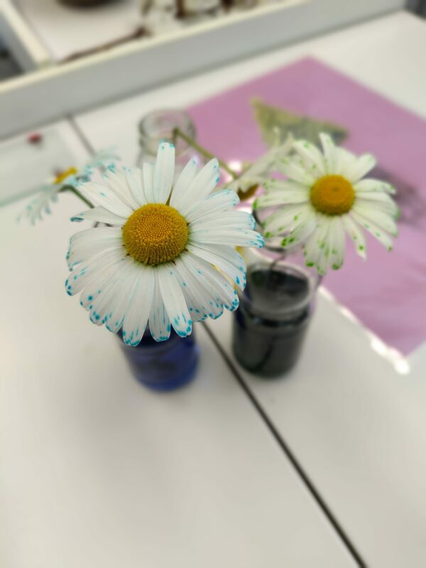 Art & Sciences – Image 3